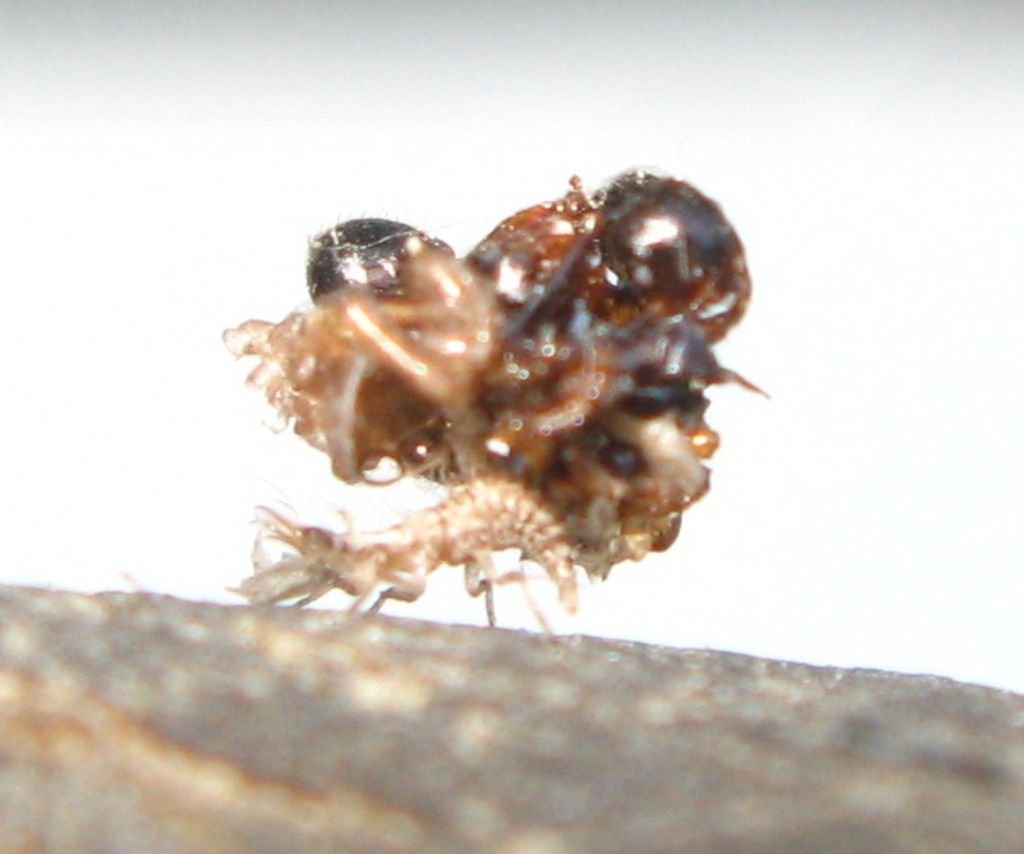 Larva di  Pseudomallada (ex Dichochrysa) sp. (Chrysopidae)